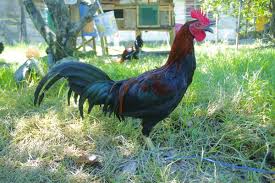 Jual Ayam Peru Ninja Boston Di Lapak Tuti Pen Bukalapak