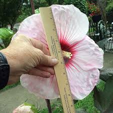 Image result for Hibiscus mechowii