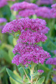 We did not find results for: 20 Plantes Qui Poussent Sans Arrosage Ou Presque M6 Deco Fr