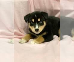 We did not find results for: View Ad Bernese Mountain Dog Sharberian Husky Mix Puppy For Sale Near Indiana Plainfield Usa Adn 240206