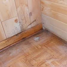 Toxic Black Mold Poisoning What You Need To Know Toxic Black Mold Molding Toxic