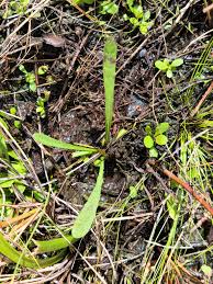 Image result for Elytraria