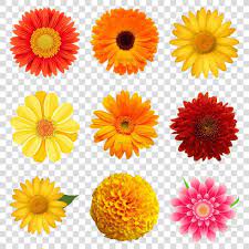 菊花图片太阳花png免抠素材模板红花chrysanthemum picture sun flower png free material template safflower fruit pineapple hd images