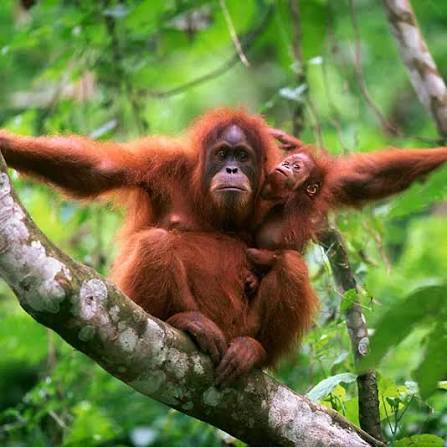 Where Orangutans Live and 8 Fascinating Facts | WWF