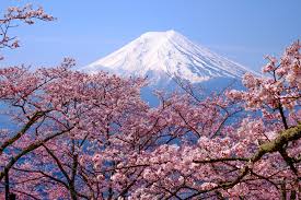 The emergence of its foliage, however, leaves this tree vulnerable to japanese beetle attacks. When To See Japan S Cherry Blossom Trees In Full Bloom