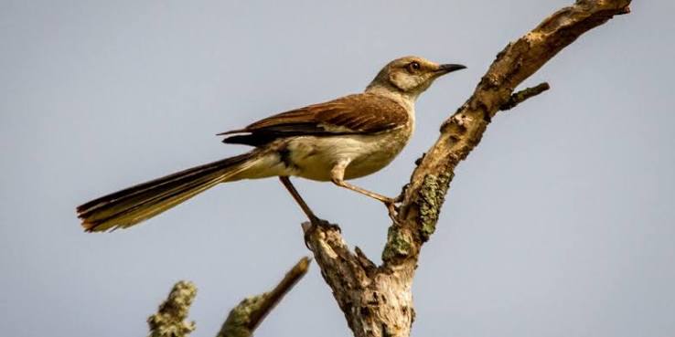 MIMUS POLYGLOTTOS, THE MOCKINGBIRD | FloridaGardener.com