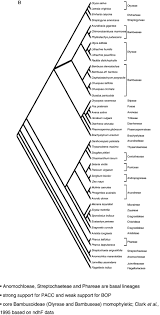 Image result for Aristida stenostachya