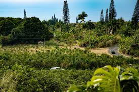 Kona Coffee Culture: A Java Lover's Guide to the Best Coffee Plantations |  Kohala Coast properties