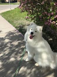Koda The Samoyed Koda Bear Tumblr Com Dog Friendly Cities Samoyed Dog Friends