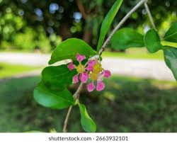 Image result for Malpighia