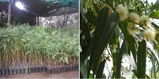Even the bark on the eucalyptus tree is fragrant and attractive, with. Growing Eucalyptus Indoors From Seeds And Cuttings Gardening Tips