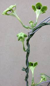 Image result for Ceropegia simplex