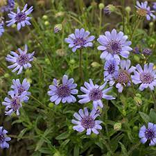 Perennials these pictures of this page are about: Amazon Com Outsidepride Blue Daisy Flower Seeds 1000 Seeds Flowering Plants Garden Outdoor