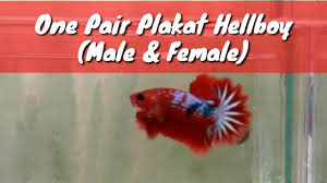 My hellboy betta pairs.hot red blood. One Pair Plakat Hellboy Male Female Youtube