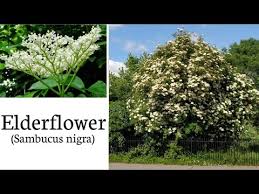 In june elder trees are in full bloom/credit: Elderflower Identification Sambucus Nigra Youtube