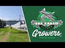 Check spelling or type a new query. Jet Fresh Flowers Youtube