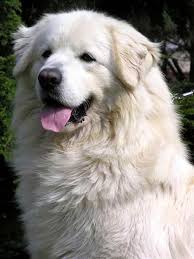 Just like the pyrenean mastiff, this breed was almost extinct if it were not for breeding efforts in poland. Polish Tatra Sheepdog Top Dog Breeds Great Pyrenees Dogs