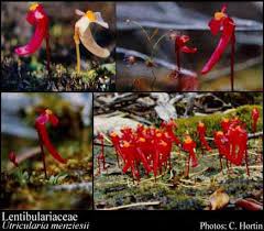 Image result for Lentibulariaceae