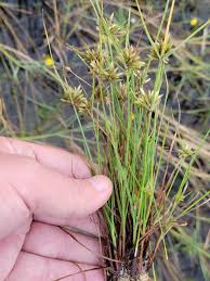 Image result for Pycreus flavescens