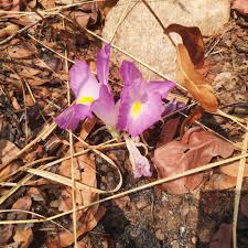 Image result for Siphonochilus kirkii - yellow-flowered form