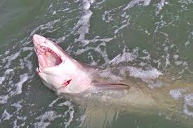 Tampa bay is known for its shark fishing! Would You Fish For Sharks On The Space Coast