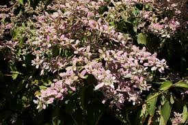 Image result for Congea