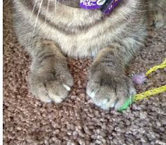 Cat nail caps prevent damage to furniture and other household items that result from the cat scratching using claws. Adopt A Pet Com Blog The Miracle Of Cat Nail Caps Adopt A Pet Com Blog