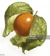 Image result for Physalis angulata