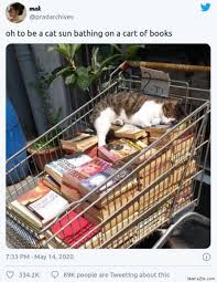 Happy friday eve cat meme. Oh To Be A Cat Sun Bathing On A Cart Of Books Meme Memezila Com