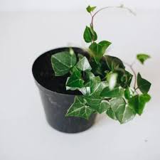 Image result for Piper capense