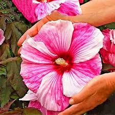 Roses are the popular, most egrow egrow 200pcs echeverione succulent seeds mixed color garden potted flower seed. Shop Now For The Egrow 50 Pcs Pack Giant Hibiscus Seeds Flower Flores Beautiful Flower Bonsai Plant Diy Home Garden Accuweather Shop