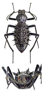 Black And Yellow Longhorn Beetle Poisonous Somaticus Clinocranion Spinosus Bugs And Insects Beetle Insect Insects