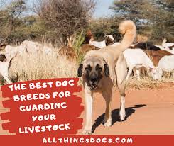 Which Are The Most Trusted Livestock Guardian Dog Breeds Continue Reading As We Cover Livestock Guardian Dog Breeds Livestock Guardian Dog Livestock Guardian