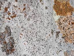 En tant que partenaire amazon, je réalise un bénéfice sur les achats remplissant les conditions requises. Astuces Pour Enlever La Mousse Et Le Lichen