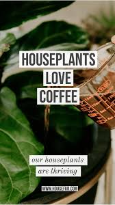The 1 Thing I Do With Leftover Coffee Ps I M Not Drinking It House Fur Plants Inside Plants House Plant Care