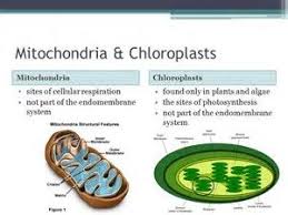 Image Result For Chloroplasts And Mitochondria Mitochondria Endomembrane System Photosynthesis