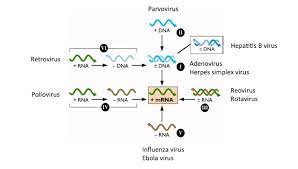 Baltimore classification is a system used to classify viruses based on their manner of messenger rna (mrna) synthesis. Baltimore System Of Classifications Of Viruses Learn Microbiology Online