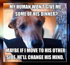 Dogs Begging For Food Funny Memes Google Search Funny Animal Memes Dog Logic Funny Dog Memes