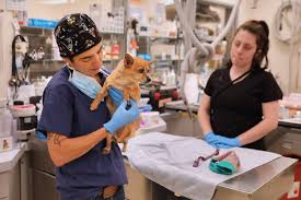 Red butte veterinary care is located at 1340 south 2100 east, salt lake city, ut 84108. Santa Rosa S Humane Society To Provide Affordable Pet Care With New Clinic