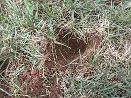 Burrows connect through underground tunnels, usually leaving only one entrance. Tips For Managing Nuisance Armadillo Oklahoma State University