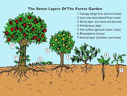 Forest Gardening In The City Forest Garden Permaculture Dwarf Fruit Trees