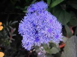 Floss Flowers How To Grow And Care For Floss Flower Plants Garden Helper Gardening Questions And Answers