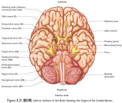 Maybe you would like to learn more about one of these? Cranial Nerves