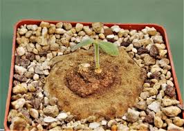 Image result for Scilla benguellensis