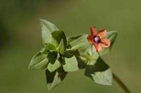 Image result for Lysimachia arvensis