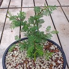 Image result for Acacia borleae