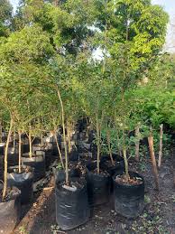 Image result for Terminalia mollis