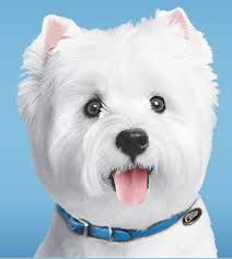 Free Cesar Savory Delights Entree Dog Food Dog Food Recipes Dogs Entrees