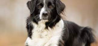 Border Collie Steckbrief Charakter Wesen Haltung Sophie Freundliche Border Collie Mix Hundin 7 Monate 40 Border Collie Mix Be Border Collie Collie Collie Dog