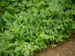 Image result for Sida acuta